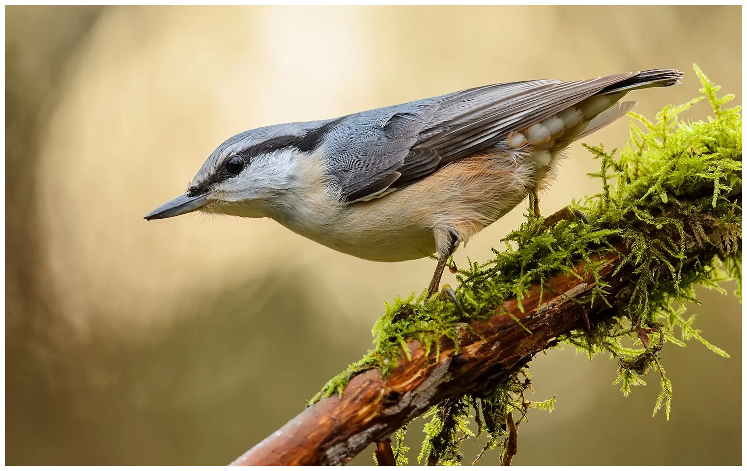 Wood Nuthatch