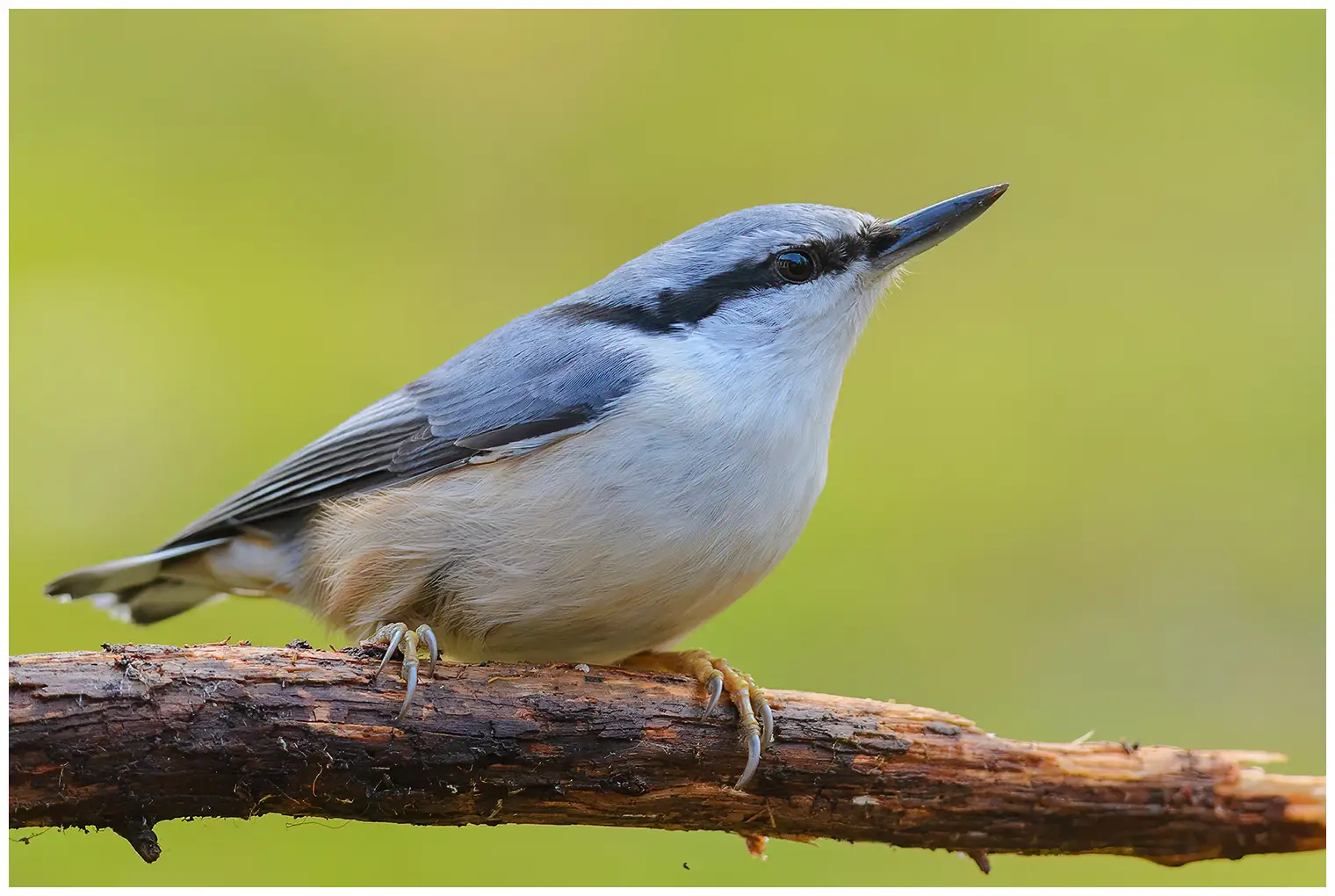 Wood Nuthatch
