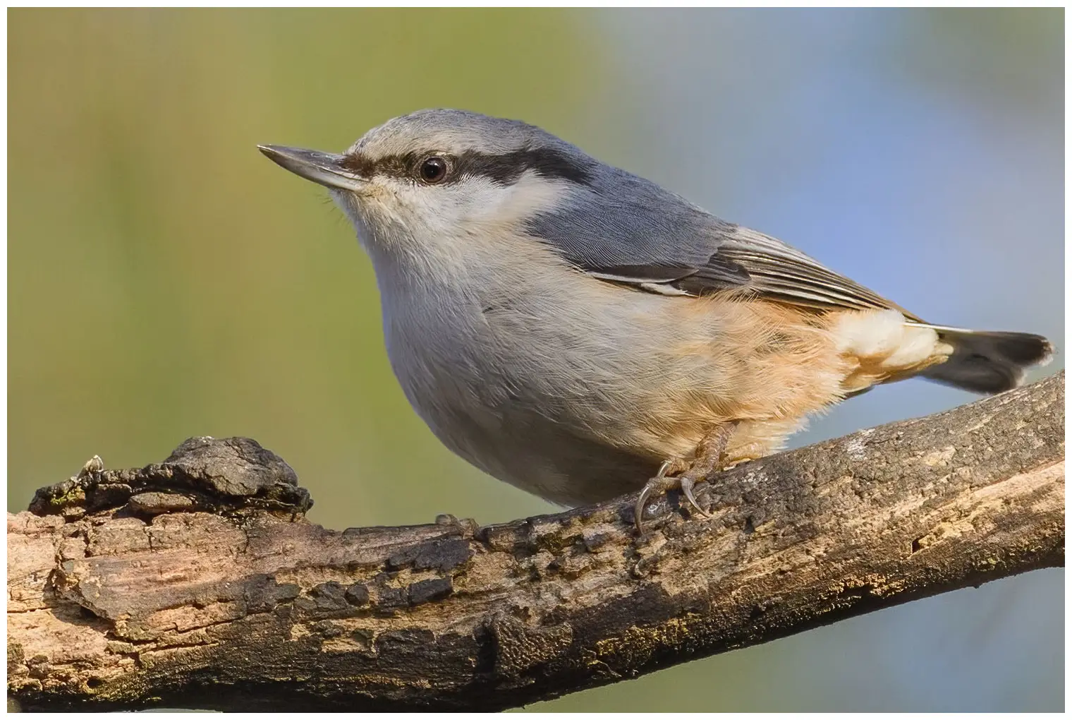 Wood Nuthatch