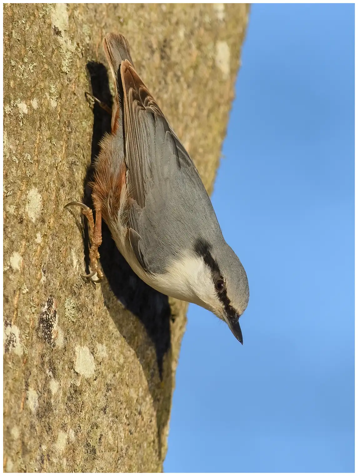 Wood Nuthatch