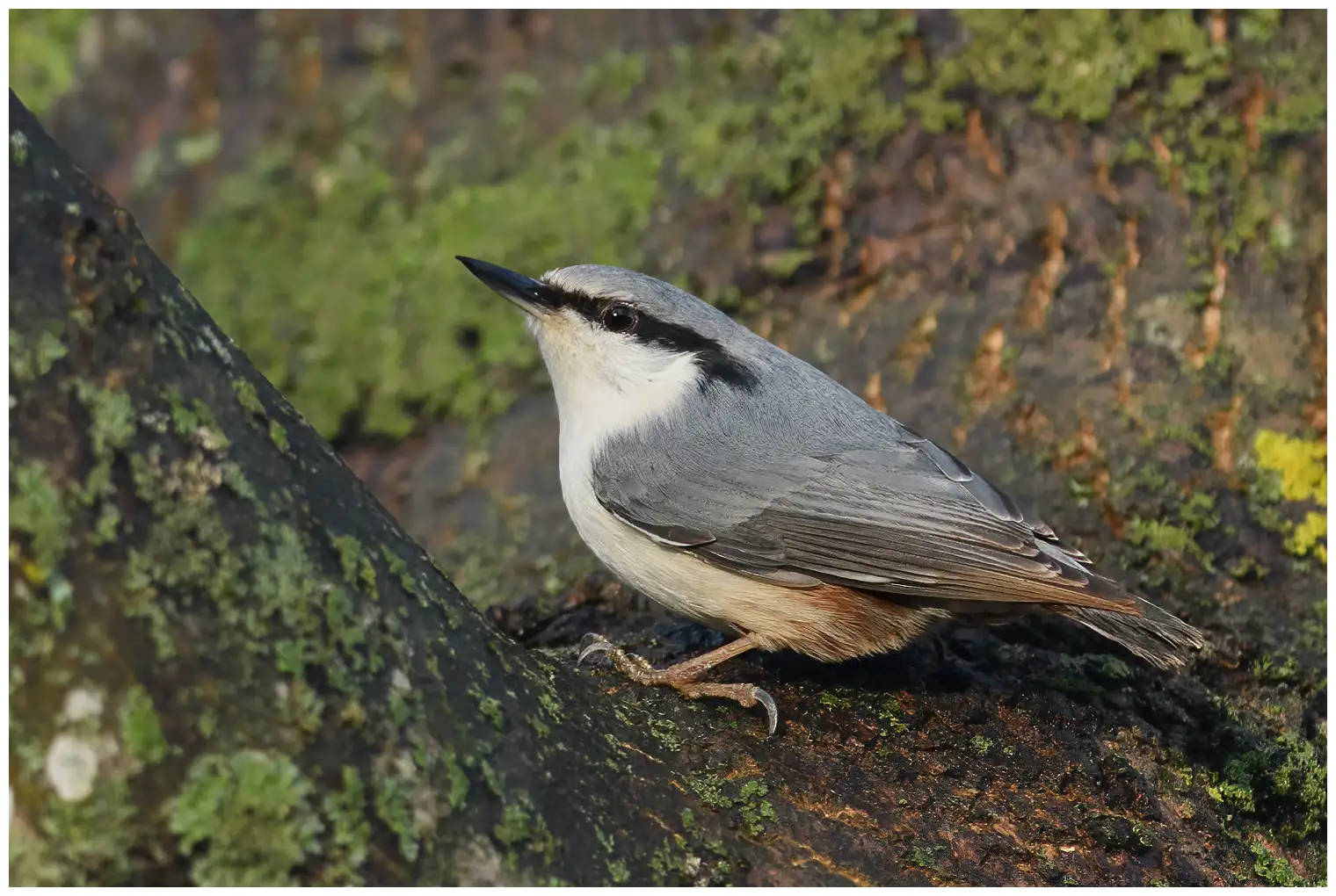 Wood Nuthatch