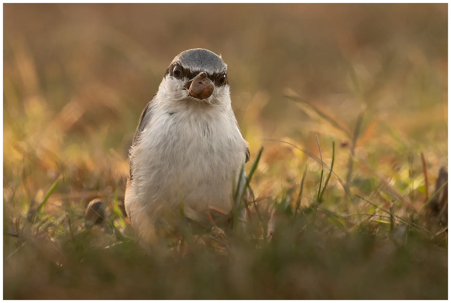 Wood Nuthatch