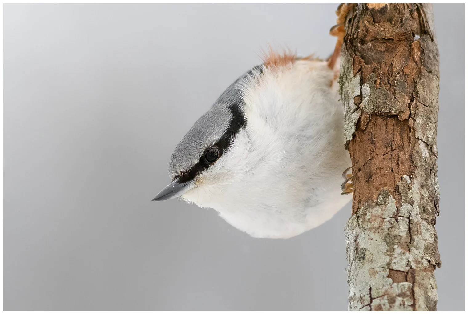 Wood Nuthatch