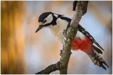 Great Spotted Woodpecker