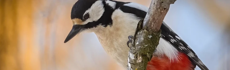 Great Spotted Woodpecker. Sitting on a branch and looking down. The plumage is variegated in black, white and red colors.
