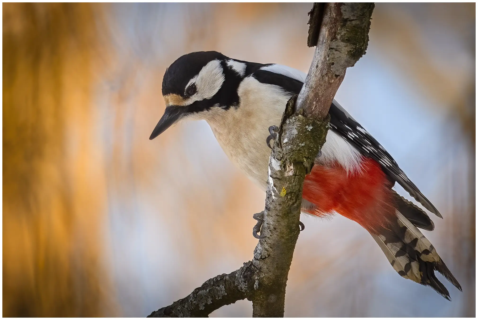 Great Spotted Woodpecker. Sitting on a branch and looking down. The plumage is variegated in black, white and red colors.