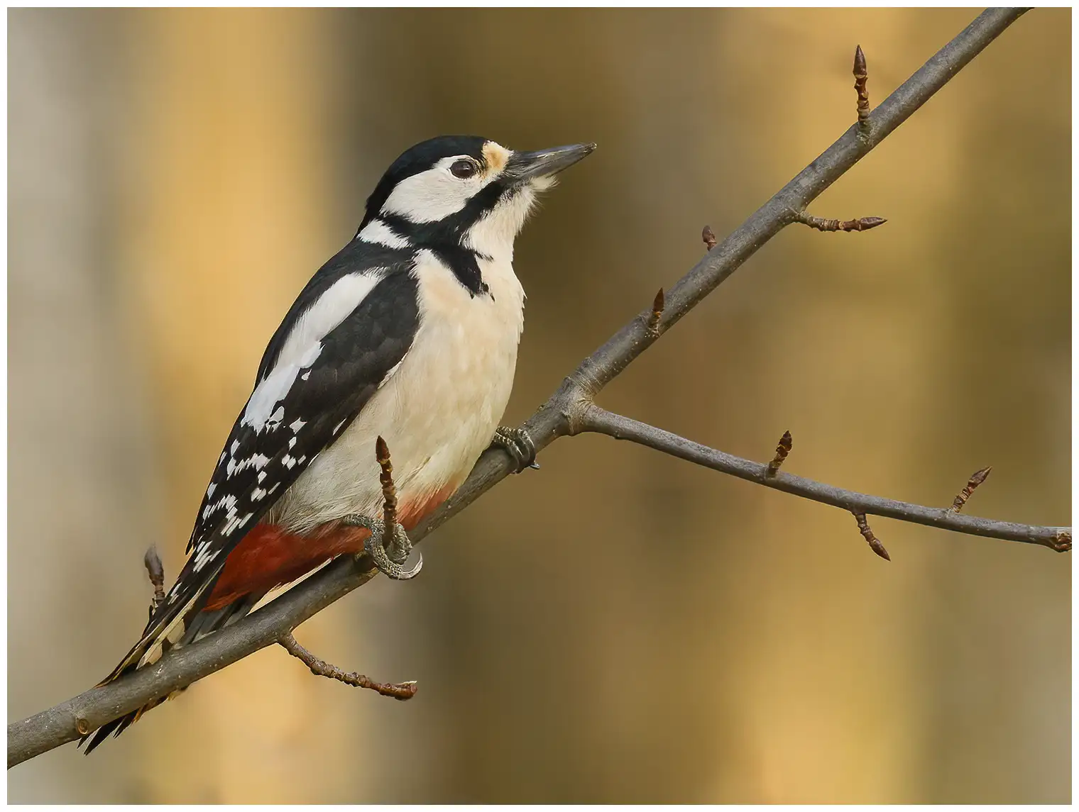 Great Spotted Woodpecker