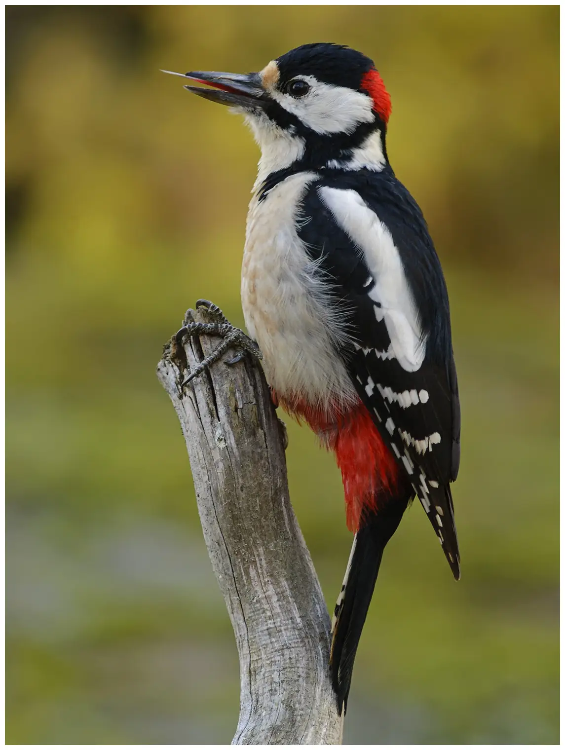 Great Spotted Woodpecker