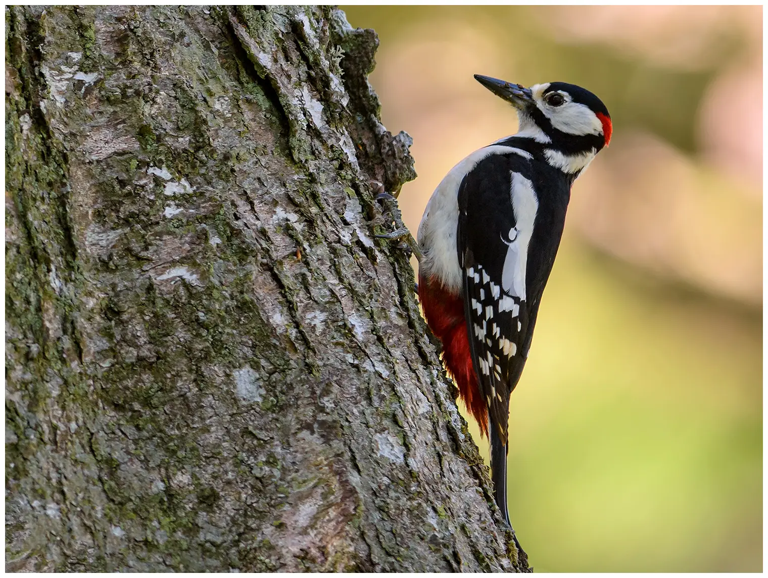 Great Spotted Woodpecker