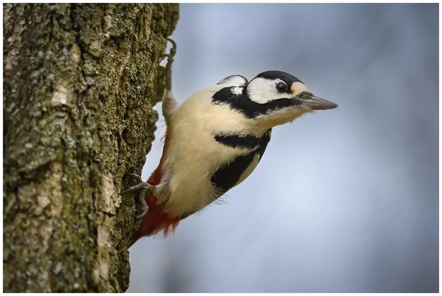 Great Spotted Woodpecker