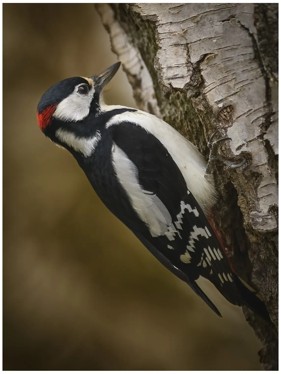 Great Spotted Woodpecker