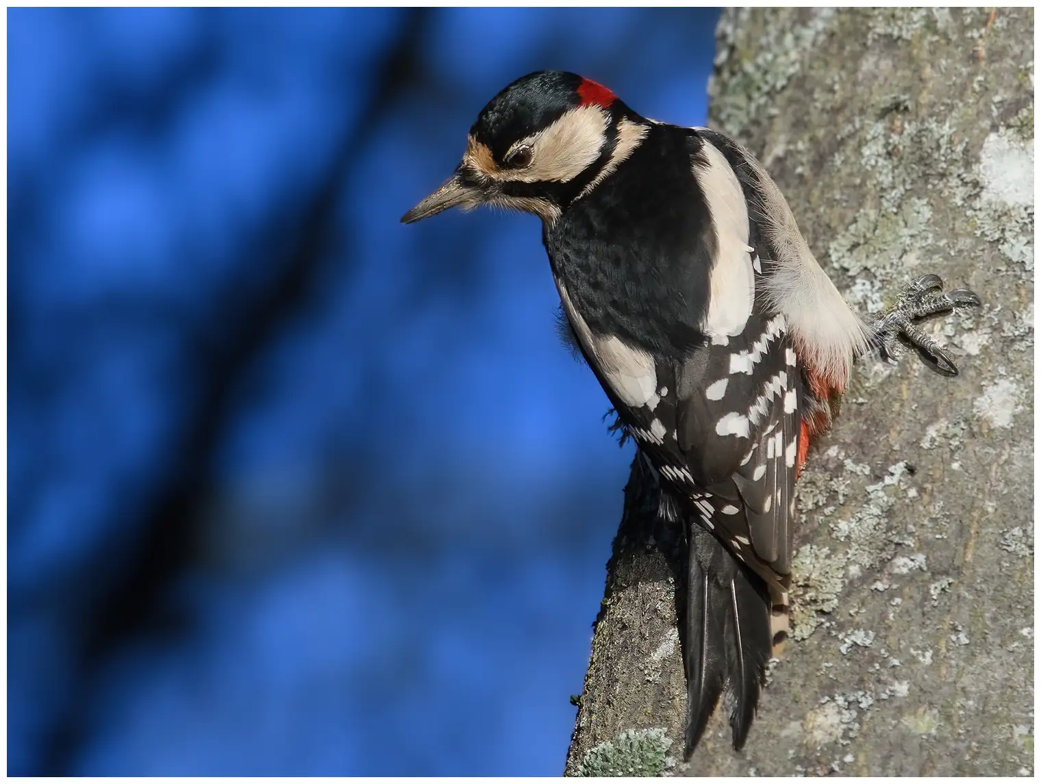 Great Spotted Woodpecker
