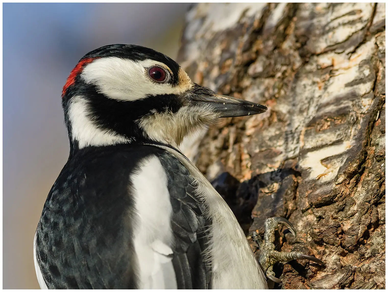 Great Spotted Woodpecker