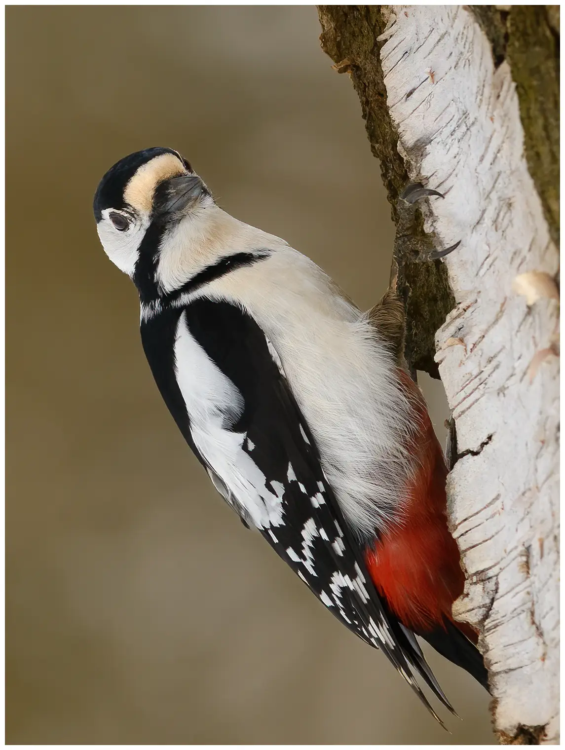 Great Spotted Woodpecker