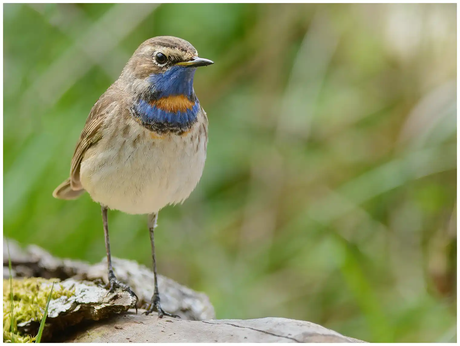 Bluethroat