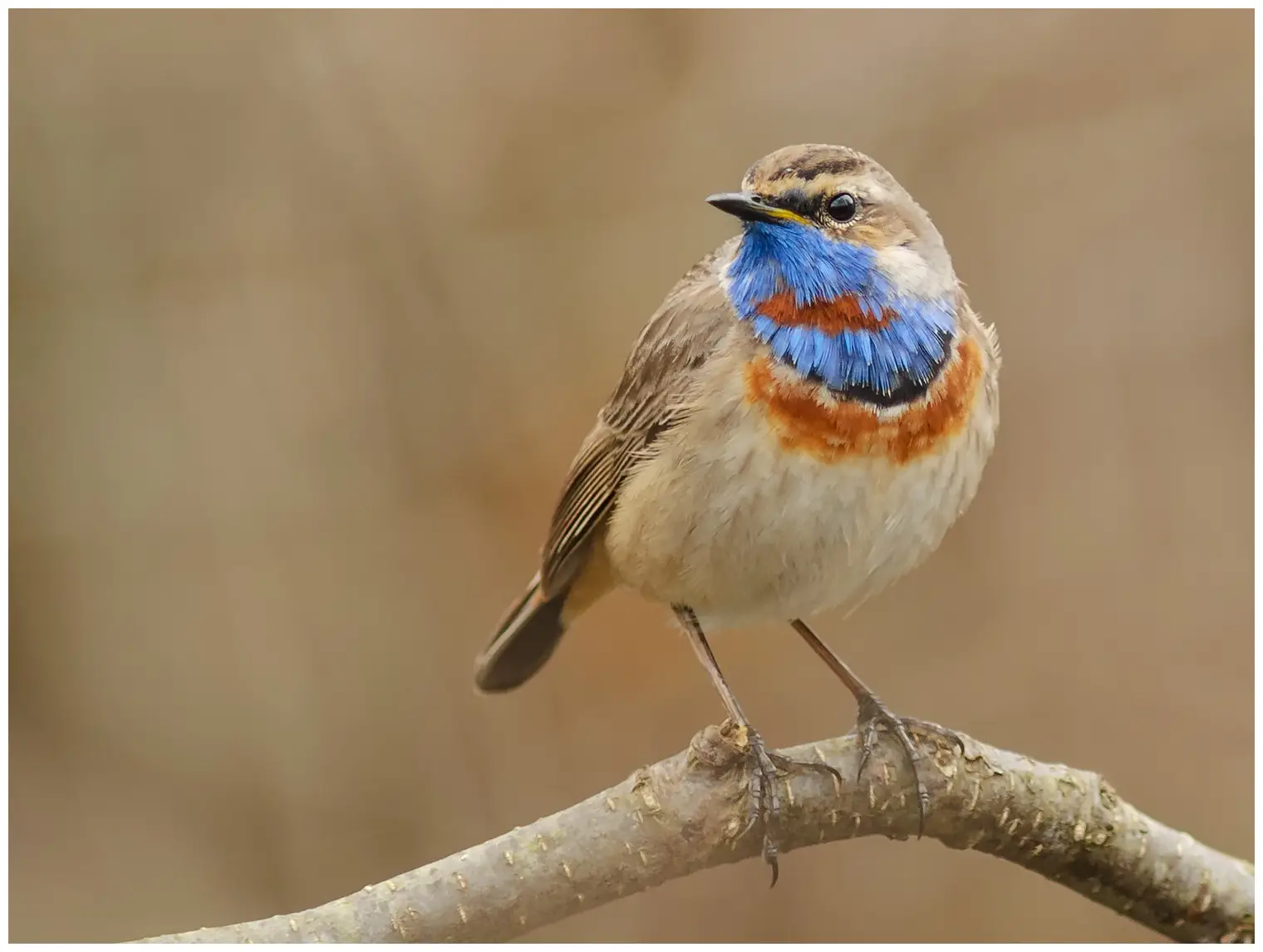 Bluethroat