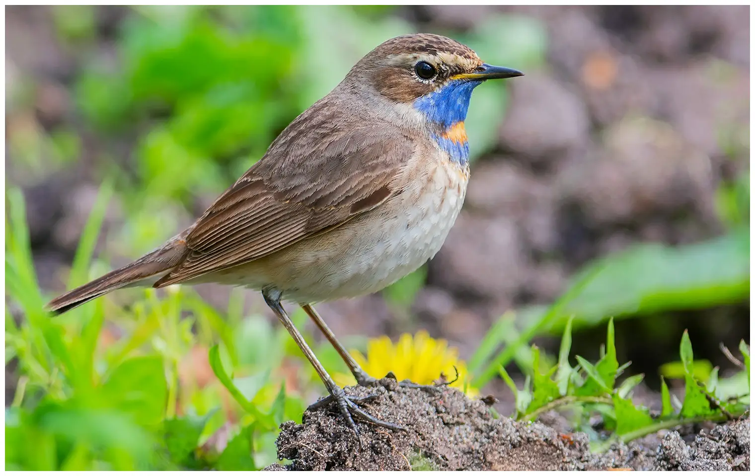 Bluethroat
