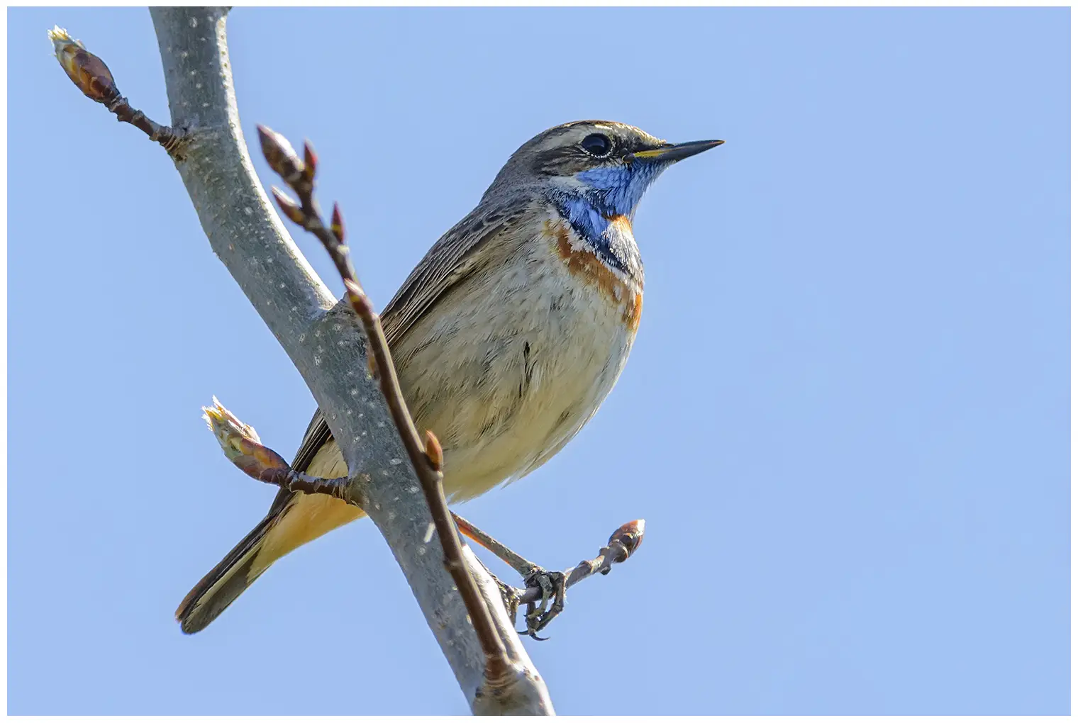 Bluethroat