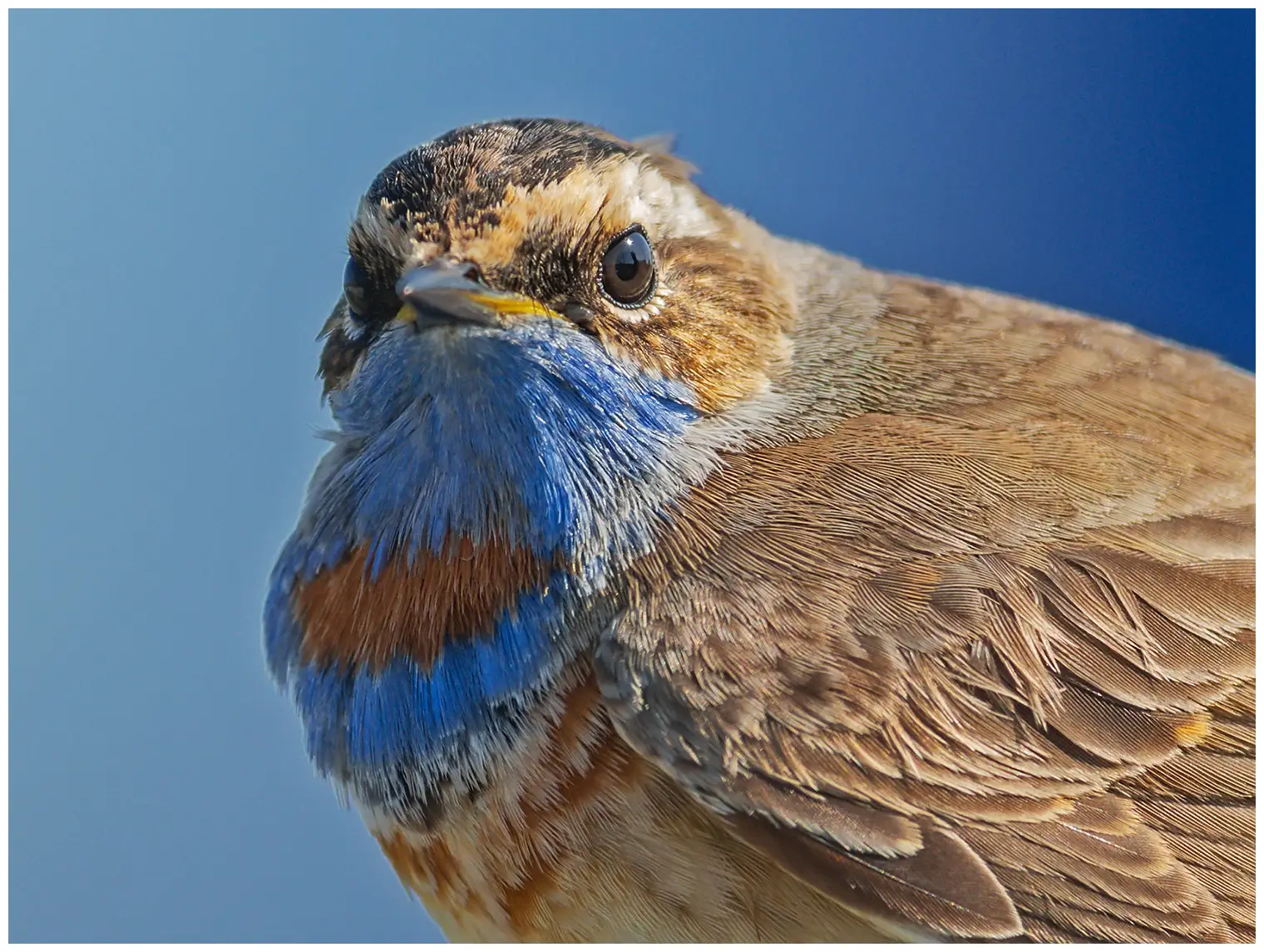 Bluethroat