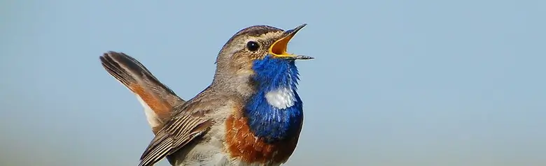 Bluethroat. Singing on a fence post. The beak is open and on the chest there is a blue area with a white spot.