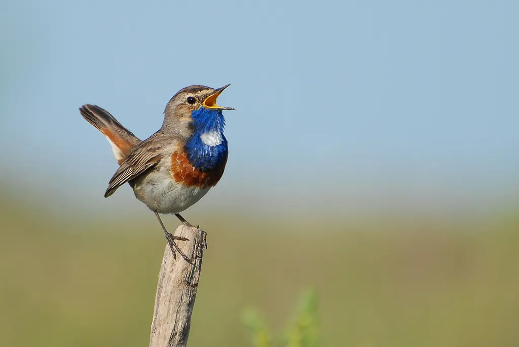 Bluethroat. Singing on a fence post. The beak is open and on the chest there is a blue area with a white spot.
