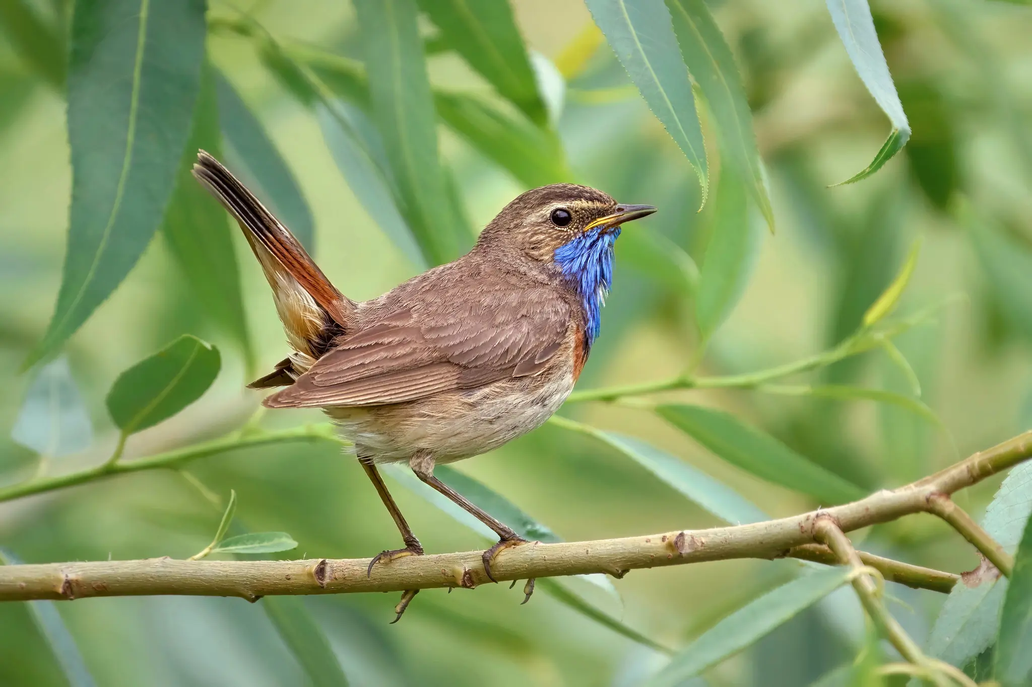 Bluethroat