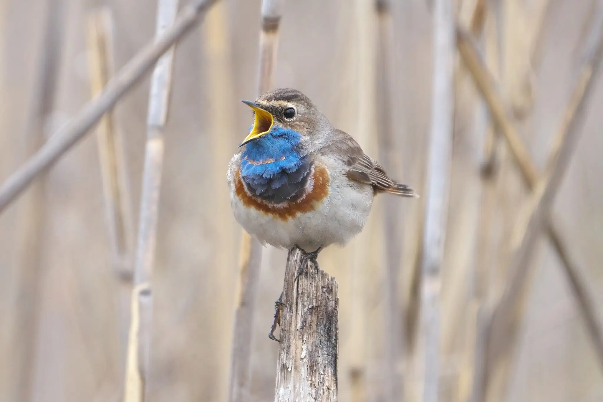 Bluethroat