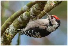 Lesser Spotted Woodpecker