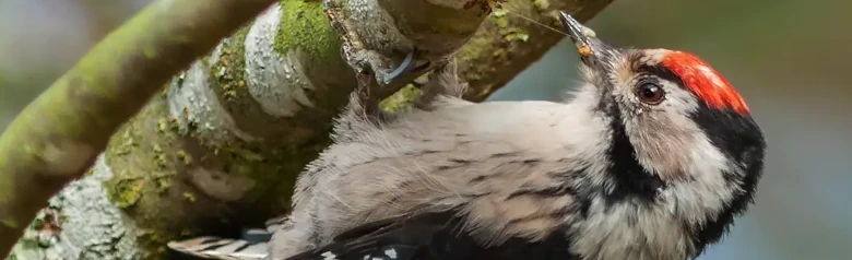 Lesser Spotted Woodpecker. Sitting on the underside of a branch. Distinct red cap (male).