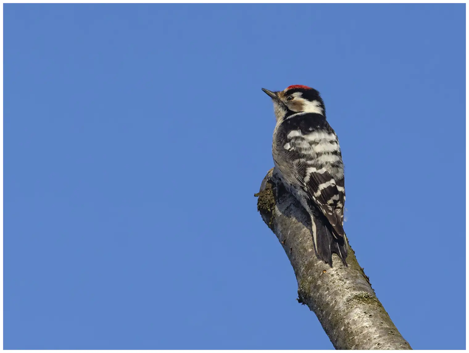 Lesser Spotted Woodpecker