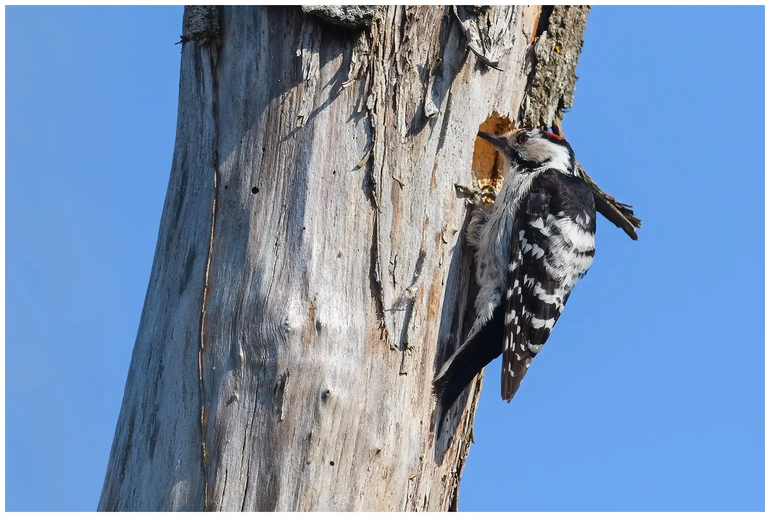 Lesser Spotted Woodpecker