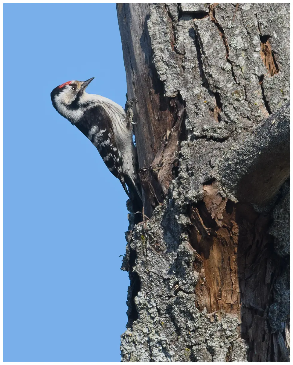 Lesser Spotted Woodpecker