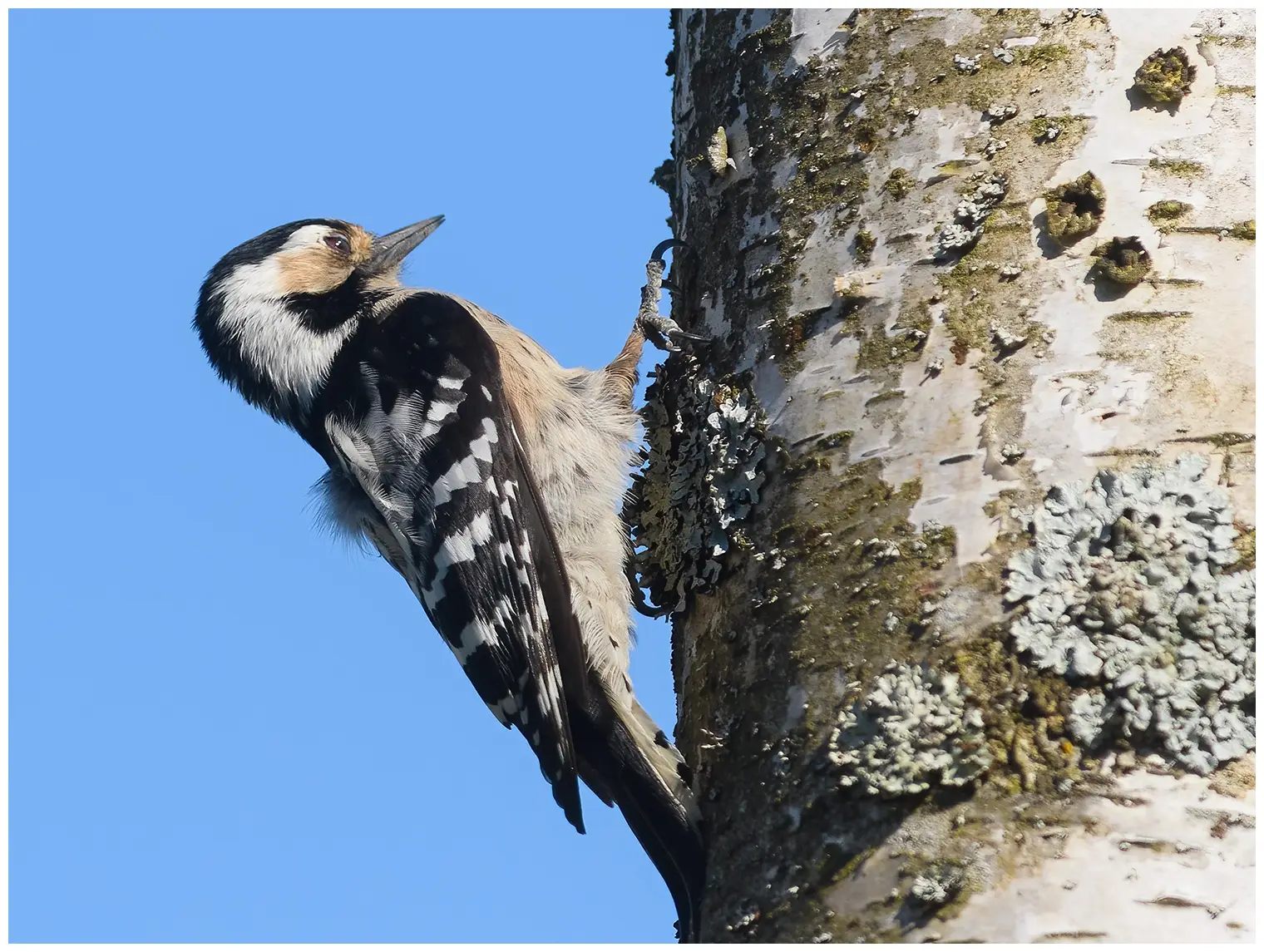 Lesser Spotted Woodpecker