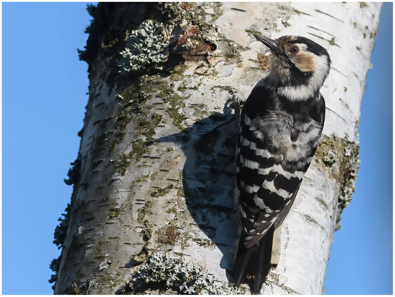 Lesser Spotted Woodpecker