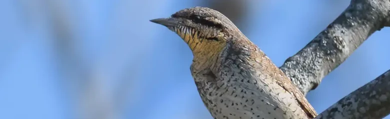 Wryneck