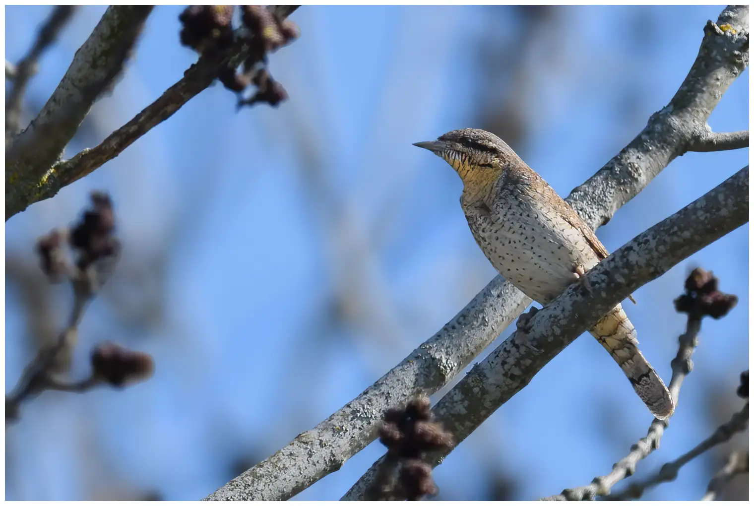 Wryneck