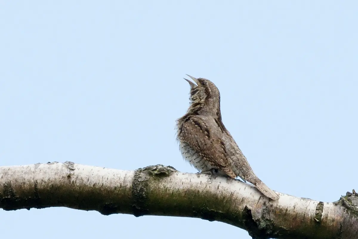 Wryneck