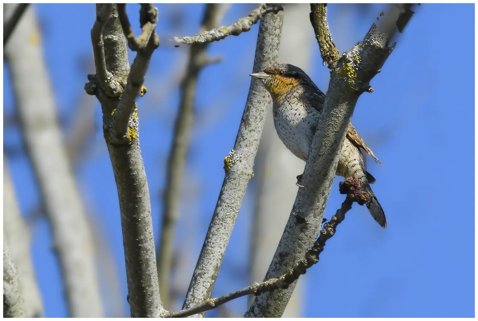 Wryneck