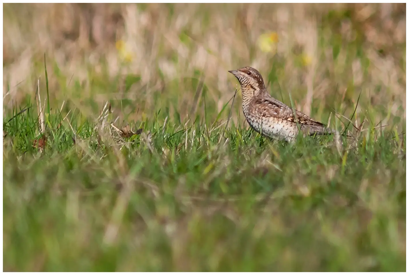 Wryneck