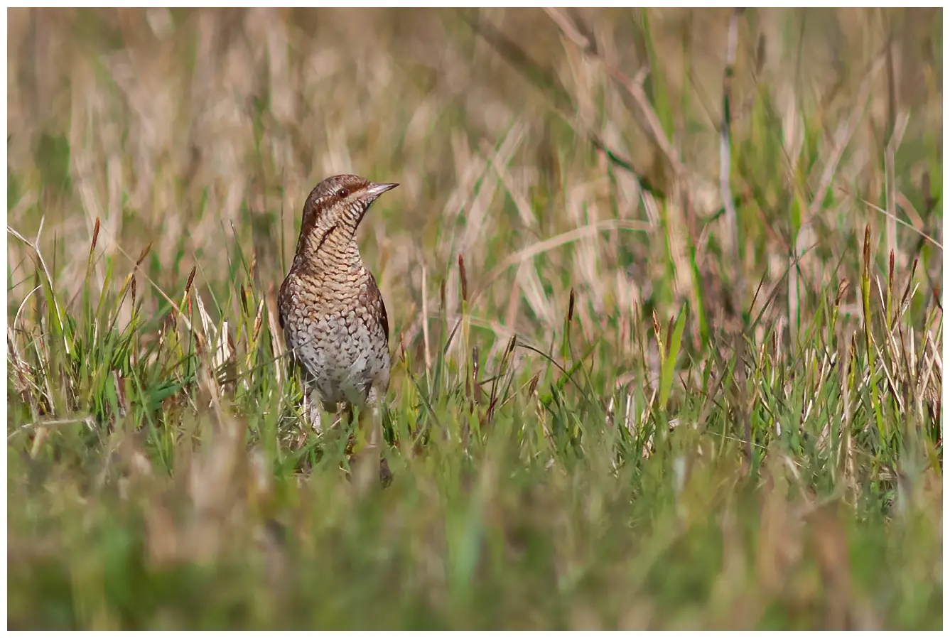 Wryneck