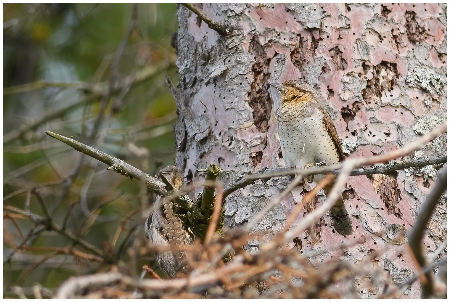 Wryneck