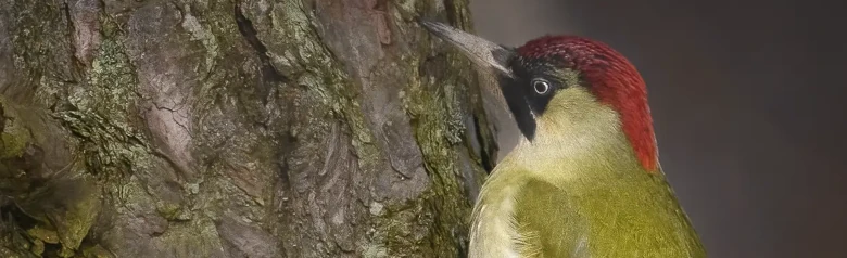 Green Woodpecker. Seen here on a tree trunk. Green back and wings, red skull and neck and black area around the eyes.