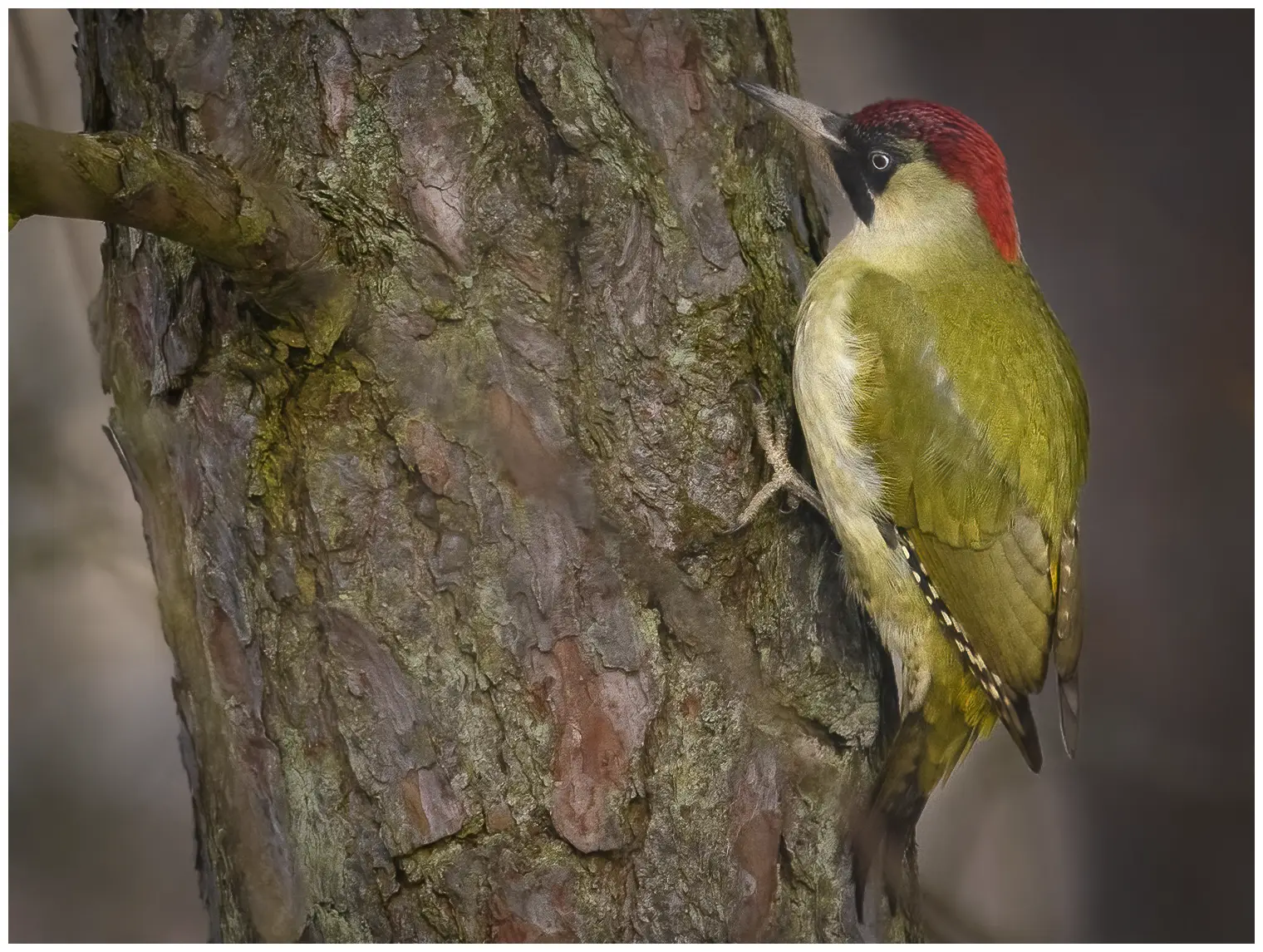 Green Woodpecker. Seen here on a tree trunk. Green back and wings, red skull and neck and black area around the eyes.