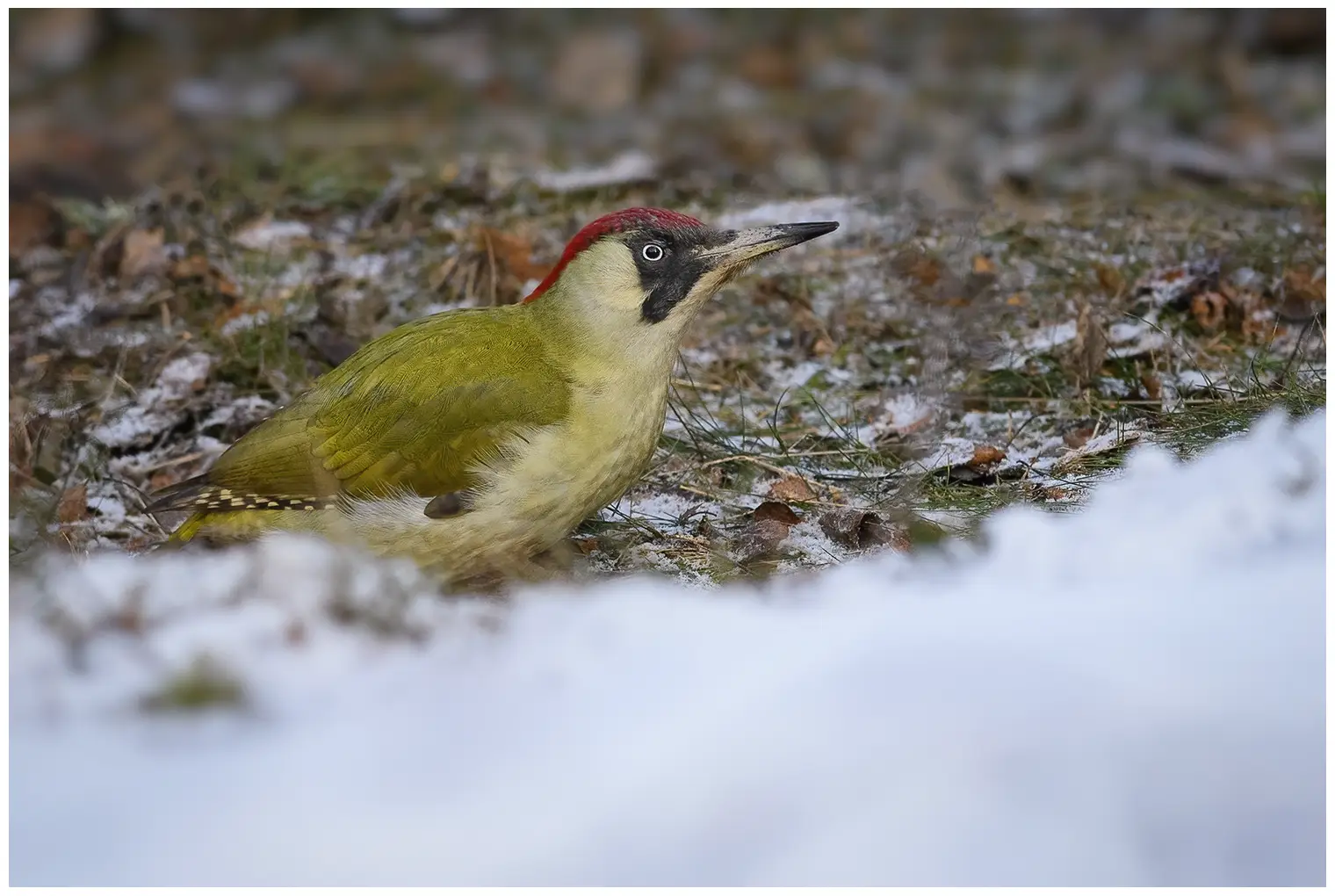 Green Woodpecker