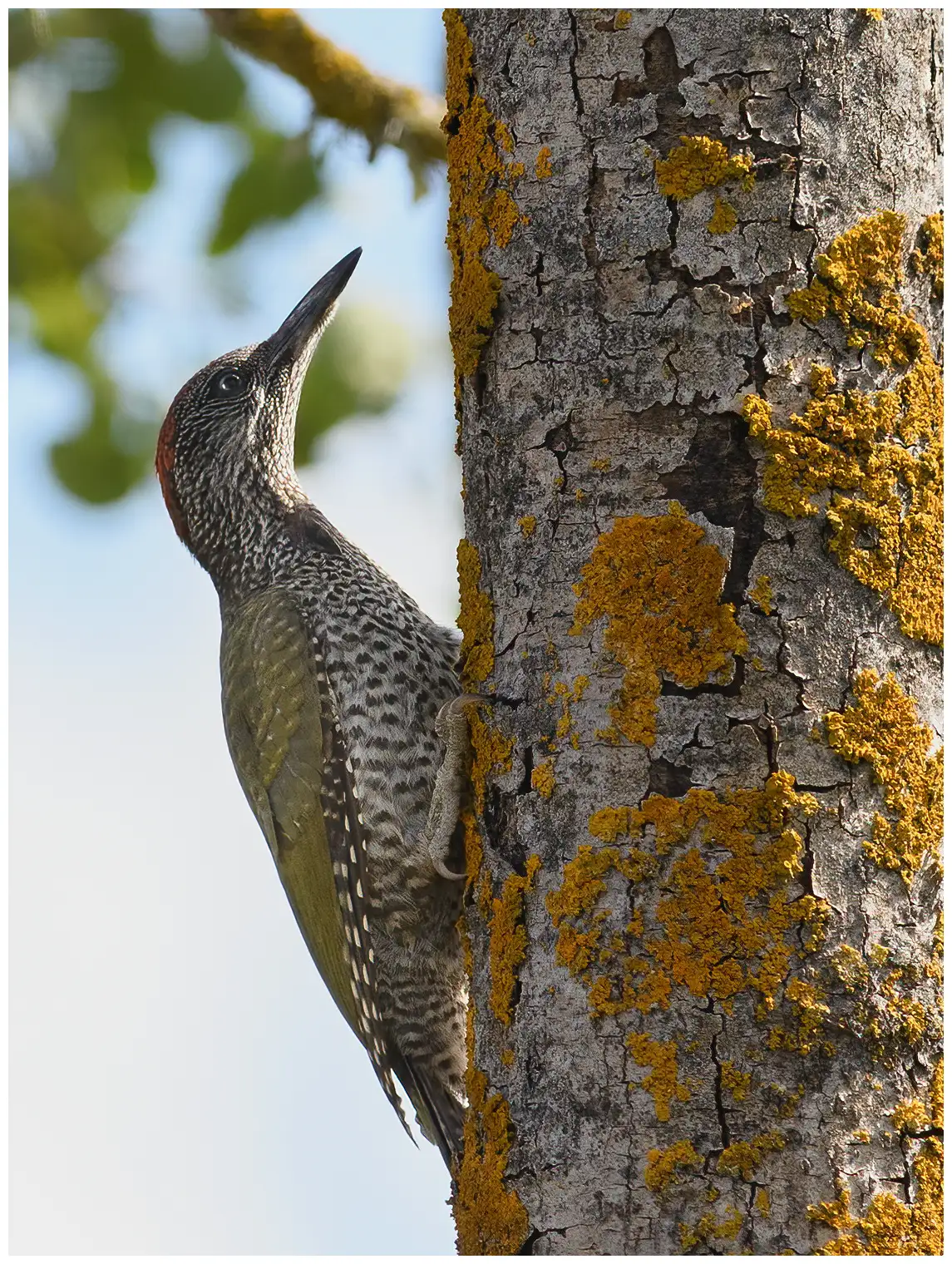 Green Woodpecker