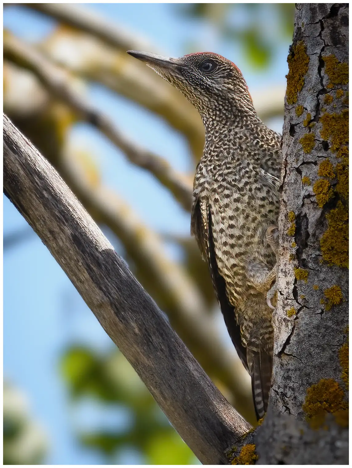 Green Woodpecker