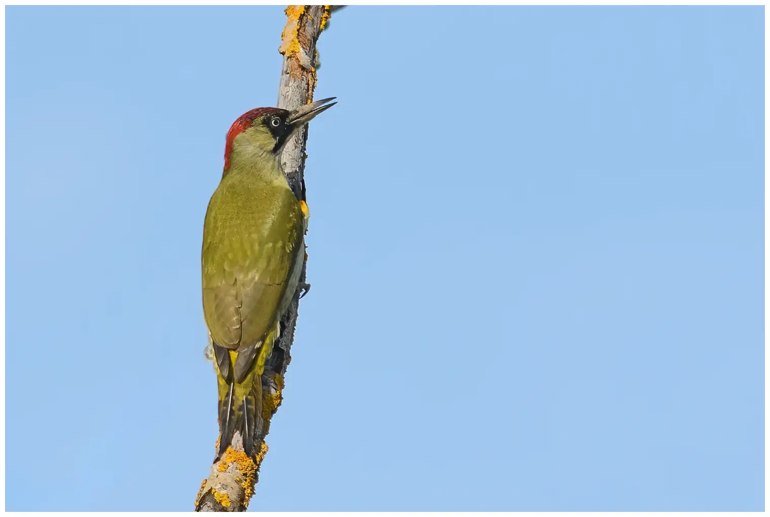 Green Woodpecker