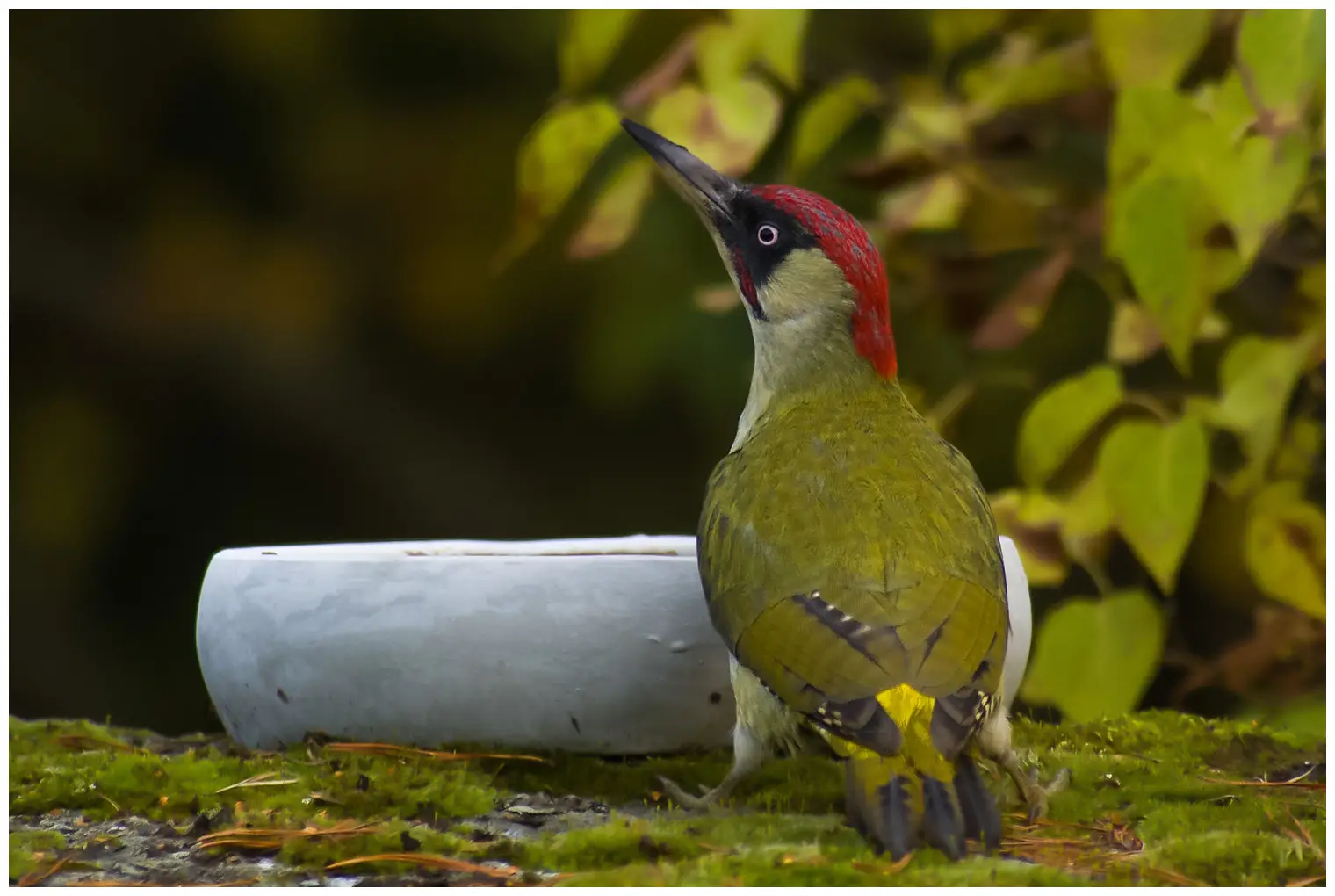 Green Woodpecker