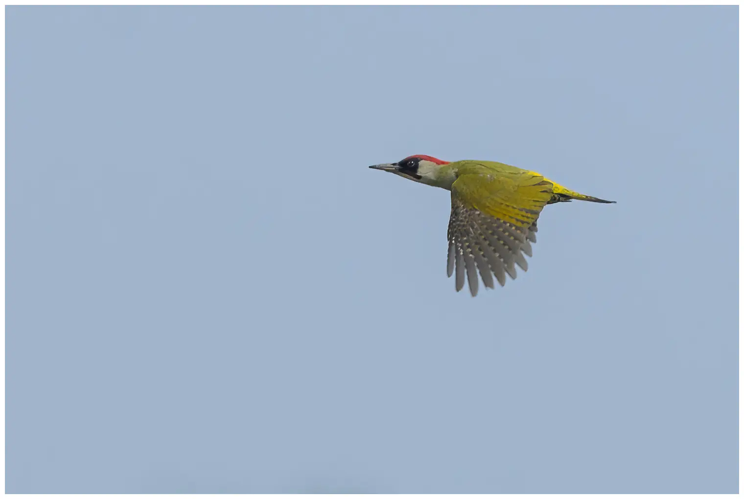 Green Woodpecker