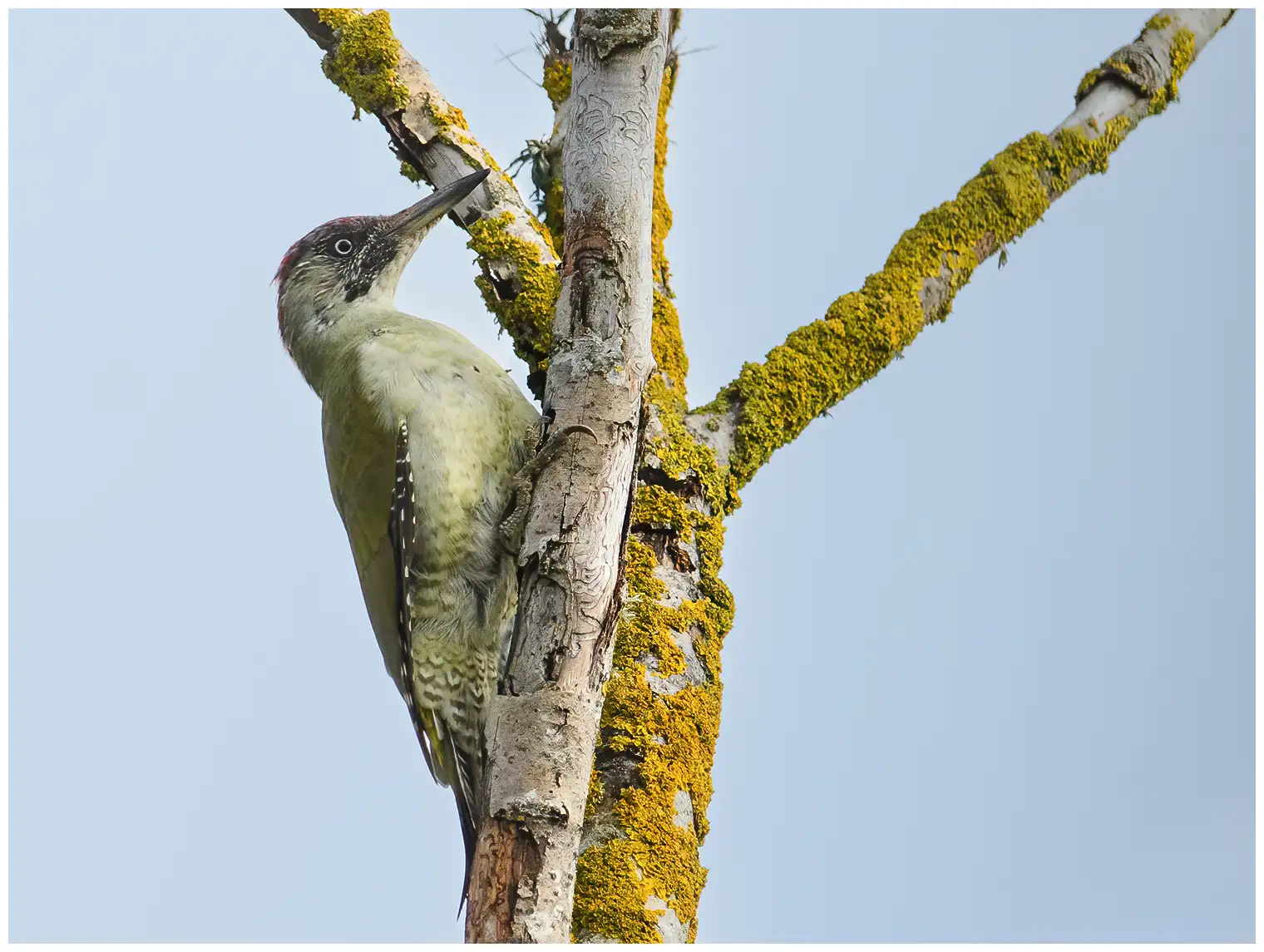 Green Woodpecker